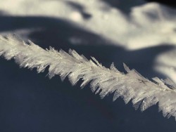 Ice Sculptures Photo: Jim Ray