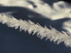 Ice Sculptures Photo: Jim Ray