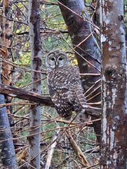 Barred owl Photo: Glenn Foster