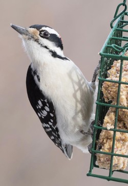 15_january_bird_on_feeder_w.jpg