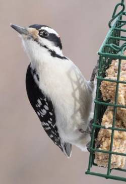 15_january_bird_on_feeder_w.jpg