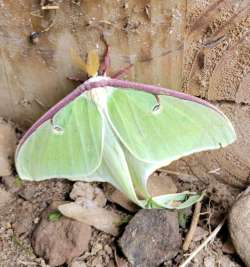 Luna moth Photo: Becky Silvis