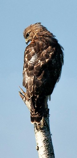 Hawk Photo: Tim Larsen