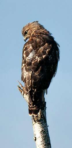 Hawk Photo: Tim Larsen