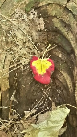 Leaf in NH Photo: Cheri Birch