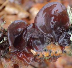 Jelly fungus Photo: Frank Kaczmarek