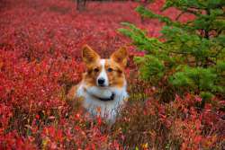 Dog in blueberries Photo: Tom Grett