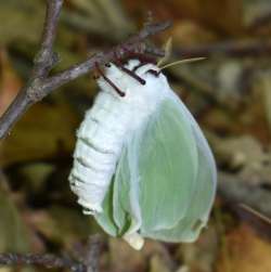 Luna moth Photo: Jennifer Brockway