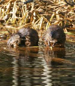 Maine muskrats Photo: Kirk T. Gentalen