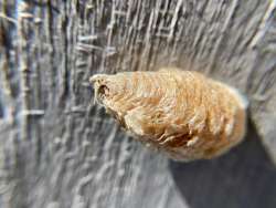 Egg case Photo: Cheryl Metcalf