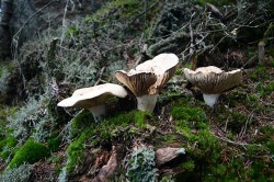 15_menaschmid_mushrooms_whitemtns.jpg