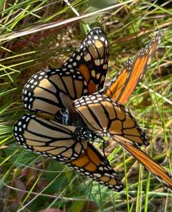 Mating monarchs Photo: Katherine Fiveash