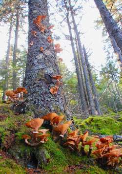 Mushroom tree Photo: Banner Moffat