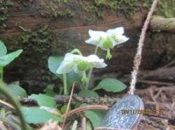 Pyrola Photo: Andrea Howe