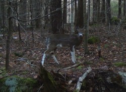 Piebald Deer Photo: Dan Hart