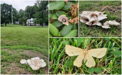 Pollinators Photo: Emily S. Rowe