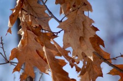 Red Oak Photo: Helen Baldwin