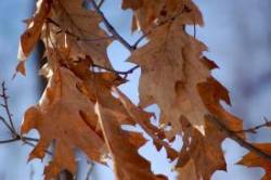Red Oak Photo: Helen Baldwin