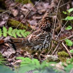 Ruffed grouse Photo: Sandy Dannis