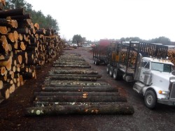 Sawlogs Photo: C.J. Frankiewicz