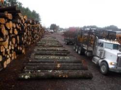 Sawlogs Photo: C.J. Frankiewicz