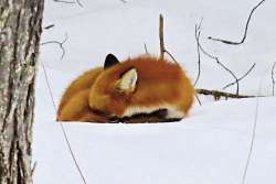 Sleepy fox Photo: JoAnne Pereira