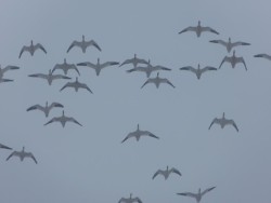15_snowgeese.jpg
