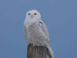 Snowy owl Photo: JoAnne Pereira