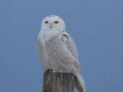Snowy owl Photo: JoAnne Pereira