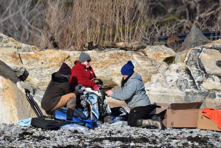 Banding loons