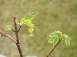 15_striped_and_sugar_9_apr_16.jpg