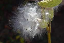 Milkweed seeds Photo: Judy Sweet