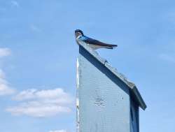 Tree Swallow Photo: Andrei Burnin