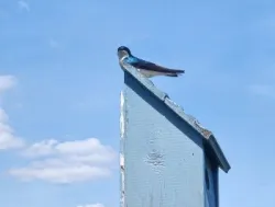 Tree Swallow Photo: Andrei Burnin