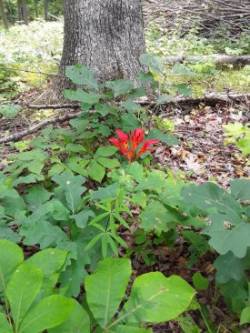 Wood Lily Photo: Emery Gluck