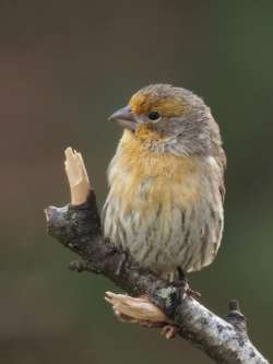 Yellow house finch Photo: Charlie Schwarz