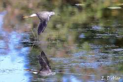 Yellowlegs Photo: Eric D'Aleo