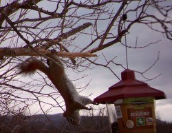 15squirrel_antics_web.jpg