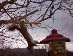 15squirrel_antics_web.jpg