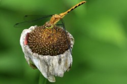 Dragonfly Photo: Colin Boyle