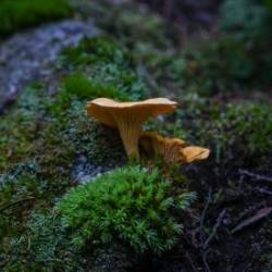 Golden chanterelles Photo: Sandy Miklas Dannis