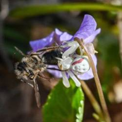 Spider and pollinator Photo: Sandy Miklas Dannis