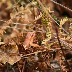 October peeper Photo: Ken Hatch