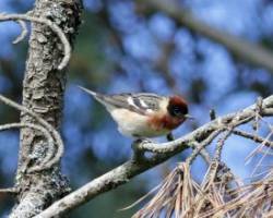 Bay breasted warbler Photo: Sheri Larsen
