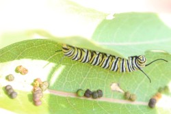 Monarch caterpillar Photo: Jack Saul