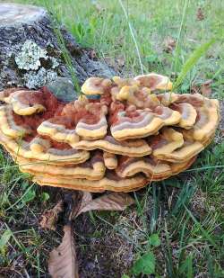 dyers polypore Photo: Melody Salamone