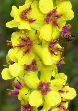 Moth mullein Photo: Frank Kaczmarek