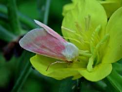 Primrose Moth Photo: Charlie Schwarz