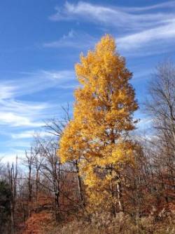 Aspen Photo: Ronald Becker