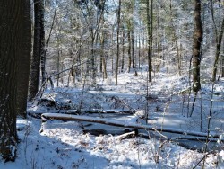 Beaver Pond Winter Photo: Nate Rosebrooks
